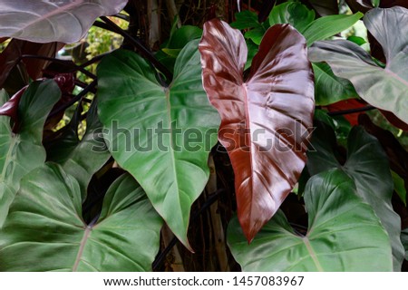 Focus on two philodendron erubescens leaves Royalty-Free Stock Photo #1457083967