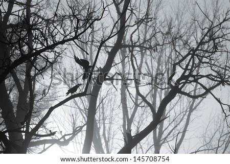 Horror theme background with fog and crows and tree branches