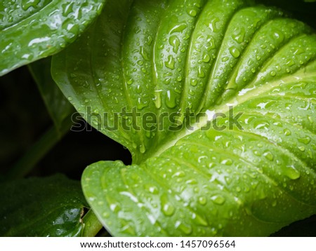 Large green hosta leaf after a rain. Leaves hosts closeup.