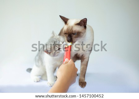 Cats are eating snacks from plastic bags on white background.  Kittens are eating food from the hands of women with Red plastic envelope.