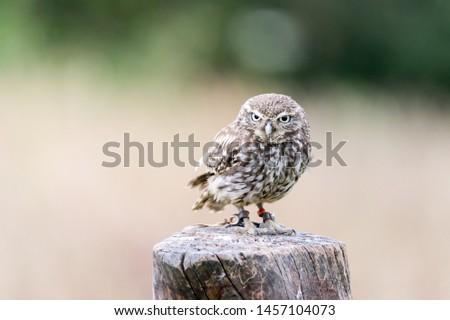 little owl on a tree 