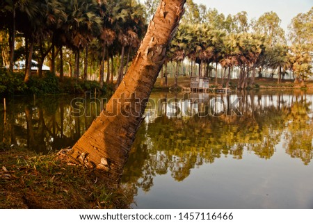 A curvy tree parts around a lake area natural photo