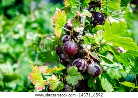 Branch with gooseberries damaged by mildew disease infection Royalty-Free Stock Photo #1457116592