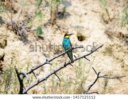 European bee-eater. Merops apiaster . Czech Republic