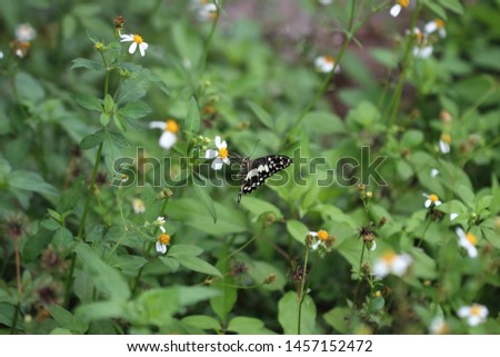 Butterfly are drink nectar of flower and helping flower pollination. Picture is out of focus.