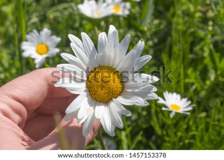 Chamomile flower in a woman's hand in a meadow in Sunny weather.