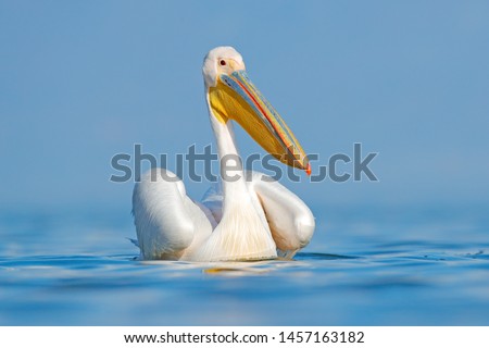 White pelican, Pelecanus onocrotalus, in Lake Kerkini, Greece. Pelicans on blue water surface. Wildlife scene from Europe nature. Bird mountain background. Birds with long orange bills. Royalty-Free Stock Photo #1457163182
