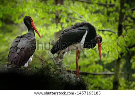 Detail of black stork. Wildlife scene from nature. Bird Black Stork with red bill, Ciconia nigra, sitting on the nest in the forest. Black and white bird with red bill. Pair of birds in the forest nes Royalty-Free Stock Photo #1457163185