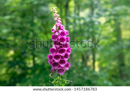 Wild Foxglove flower,  Digitalis purpurea, single flower on green background. Royalty-Free Stock Photo #1457186783
