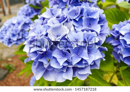a picture of a blue flower