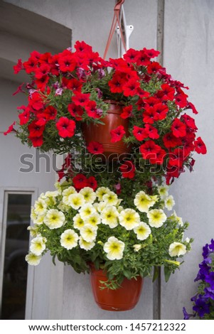 Hanging pots with red yellow pink flowers on the facade of the house. Selective focus. Landscaping landscaping of cities.