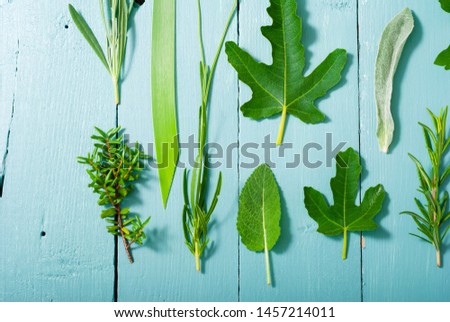 leaf collection on blue painted wooden table background