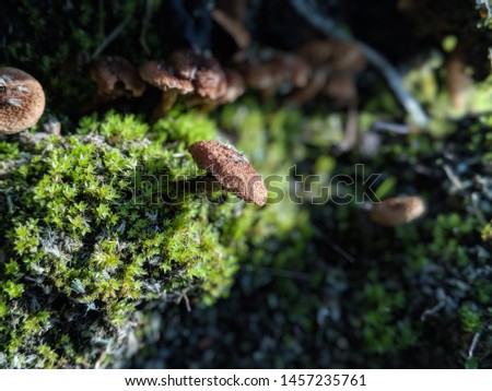 Poisonous, not edible mushroom, but beautiful moss