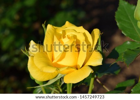 Yellow rose sparkling raindrops in garden. Yellow rose "Friesia" (Korresia, Sun Sprite). from Germany