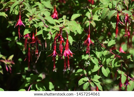 Flowers of Fuchsia Regia, in the garden. It is a popular garden shrub, native to Brazil.
