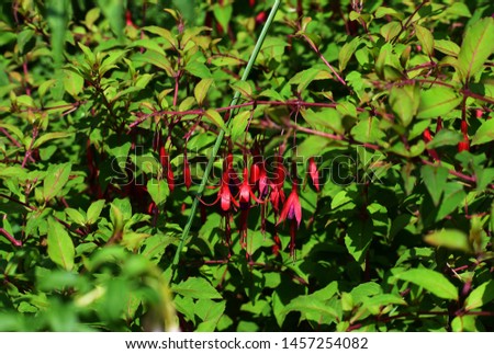 Flowers of Fuchsia Regia, in the garden. It is a popular garden shrub, native to Brazil.
