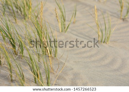 Ripples And Green Grass On Soft Beach Sand, Mossel Bay, South Africa