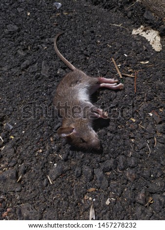 Photo of a dead mouse, rat. dead rodent. Sad picture