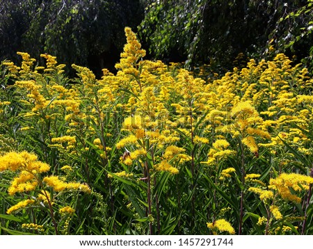 Flowering plant of Solidago Canadensis known as Canada Goldenrod or Canadian Goldenrod, in the garden.
