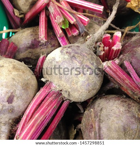 Macro Photo food vegetable root beets. Texture background fresh big red beets. Product Image Vegetable root beet