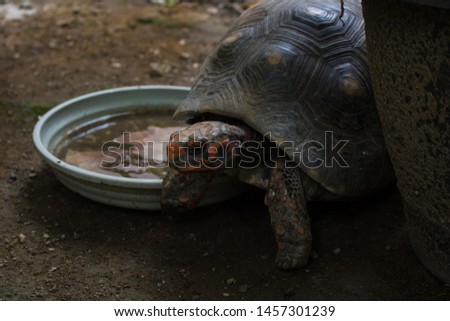 Tortoise shots in the garden