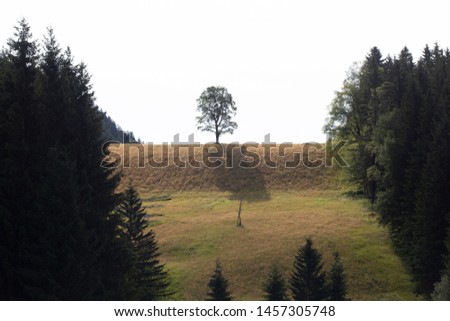 A hill with a tree standing alone in the middle of it