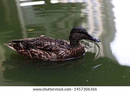The picture shows a duck floating on the water.
London / England - July 2019