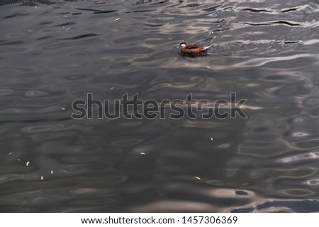 The picture shows a duck floating on the water.
London / England - July 2019