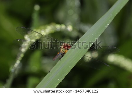 Scenery of the forest where the red dragonfly is in the rain