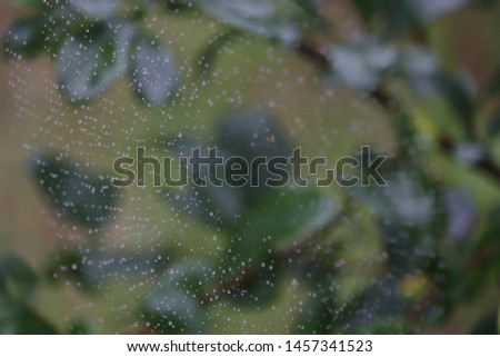 Scenery of the cobweb in the rain