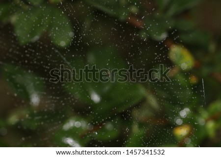 Scenery of the cobweb in the rain