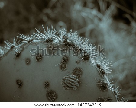 Cactus Desert Plants Background Picture