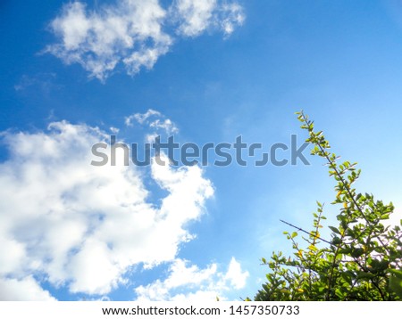 Summer blue sky with clouds to the left and top of a acerola tree on the right. Sunlight comes from behind the tree.                               