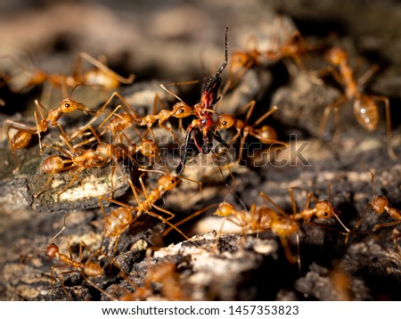 Ants insect carry other insect to food on ground to nest on tree, many red ants show teamwork of power wildlife on branch tree, they bite and holding over head for walking 