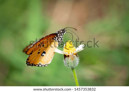 Blurred butterfly on flower, orange wigs of butterfly is beautiful on nature background 