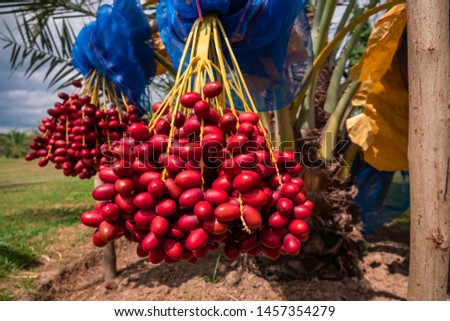Fresh date palms that have an important place in advanced desert agriculture. Concept of harvesting,  Date Palm. Raw Date Palm(Phoenix dactylifera) fruits growing on a tree.