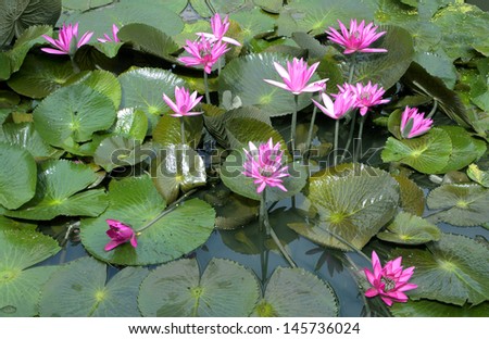 Image of a Lotus Flower On The Water Flowers Blooming Nature.