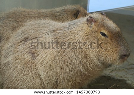 A scene where capybaras snuggle up in Hokkaido, Japan