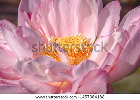 Beautiful red lotus flower closeup 