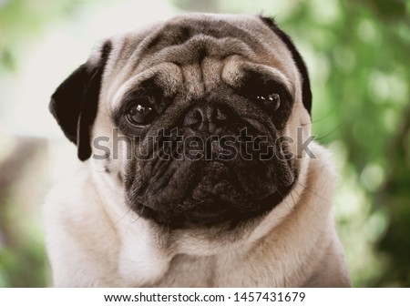 Pictures of cute pug dogs taken in many corners are not repeated.
