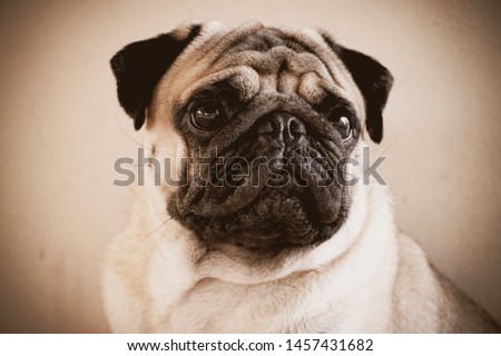 Pictures of cute pug dogs taken in many corners are not repeated.