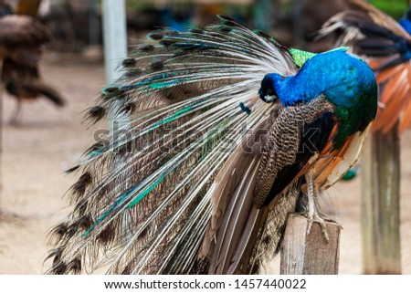 The male peacock is cleaning its colorful feathers in the sun to get rid of the parasite.