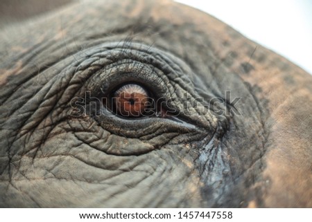 Elephant close up of eye