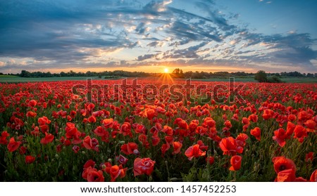 panorama of a field of red poppies against the background of the evening sky	

