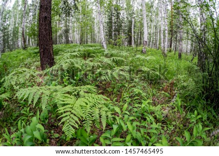 ferns in the birch forest