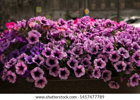 Large flowerpot with colorful pansies in the city center on the background of the building.
