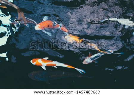 Picture on the koi fish in the pond