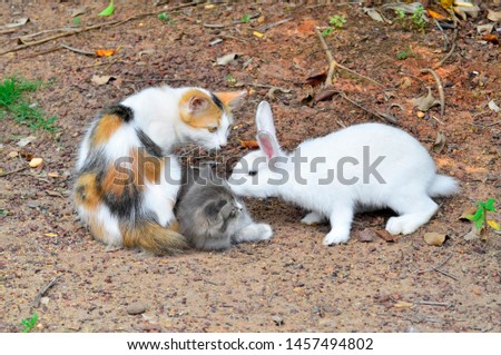 rabbit and cat family play together at the park