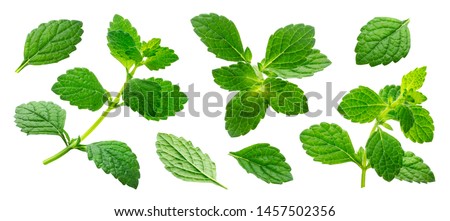 Melissa officinalis collection, lemon balm sprig and leaves isolated on white background with clipping path Royalty-Free Stock Photo #1457502356