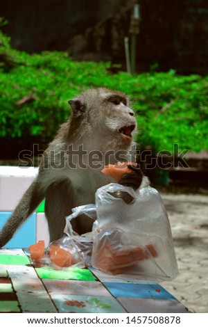 Monkey sits eating watermelon. at Tiger Cave Temple Krabi, Thailand